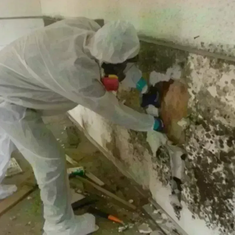 Best Mold Remediation and Removal Service in Hyde Park, VT